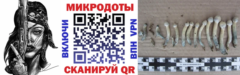 Галлюциногенные грибы Psilocybine cubensis Купить закладки Грайворон